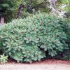Western Smooth Sumac #2 - Image 2